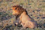 TANZANIA - Serengeti National Park - Leoni Lions - 61